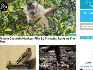 VatorNews